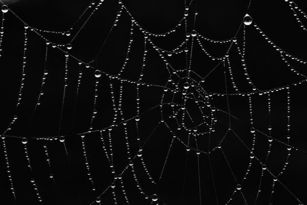 Tautropfen in Spinnennetz 26.04.23