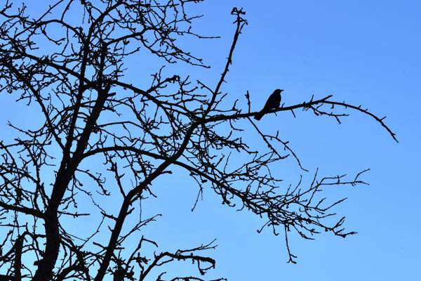 Vogel auf Baum 29.05.23